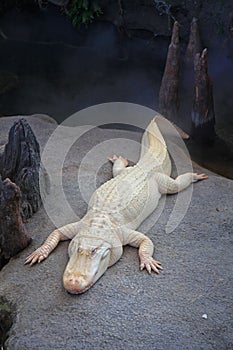 White Crocodile