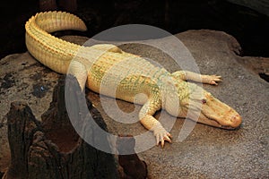 White Crocodile