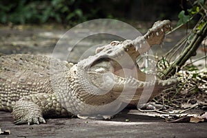 White Crocodile / Albino Siamese Crocodile