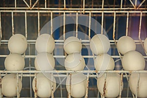 White crocodile eggs were putting in the incubator shelve in crocodile farm.