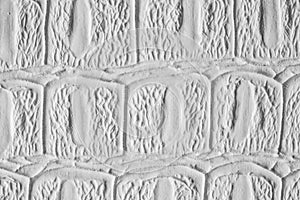 White crocodile leather texture