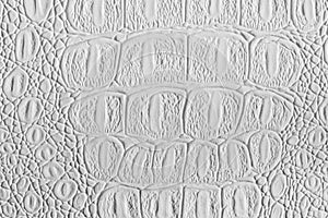 White crocodile leather texture