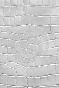 White crocodile leather texture