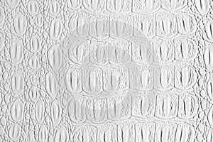 White crocodile leather texture. Abstract backdrop for design with copy space for a text