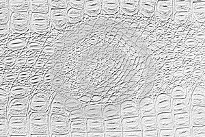 White crocodile leather texture. Abstract backdrop for design with copy space for a text