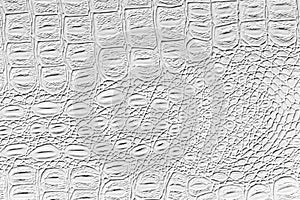 White crocodile leather texture. Abstract backdrop for design with copy space for a text
