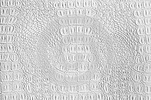 White crocodile leather texture. Abstract background for design with copy space for a text