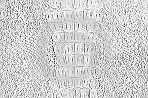 White crocodile leather texture. Abstract background for design with copy space for a text