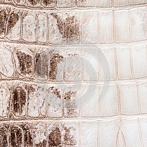 White crocodile leather texture