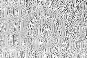 White crocodile leather texture