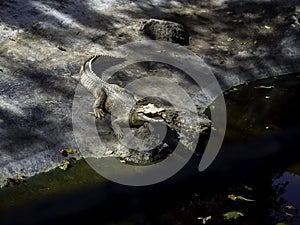 A white crocodile opens its mouth.