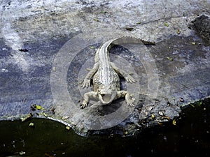 A white crocodile opens its mouth in the zoo.