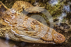 White crocodile in the water