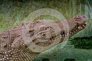 White Crocodile in the zoo