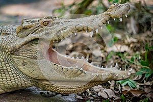 White Crocodile in the zoo