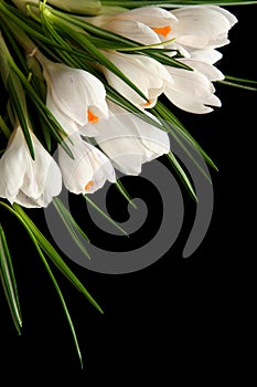 White crocus