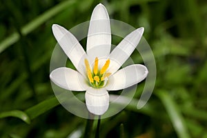 White crocus photo