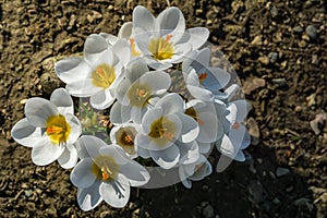 White Crocus Ard Schenk. Soft focus of spring nature with close-up of white crocus. Nature concept for spring design