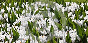 White crocus blooming Gardens Keukenhof springtime