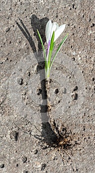 White crocus with bulb and roots on a concrete slab
