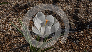 White crocus color nice flower in spring sunny hot day