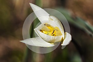 White crocus flavus