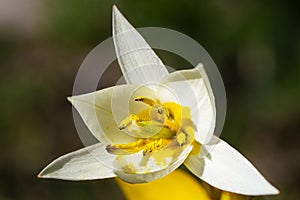 White crocus flavus