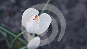 White crocus flower