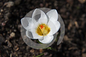 White crocus flower