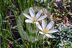 White crocus flower blooming in a flower nursery