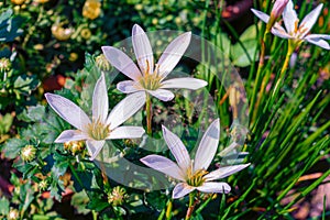 White crocus flower blooming in a flower nursery