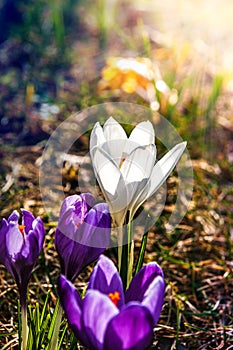 White crocus flower illuminated by the sun.