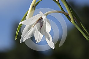 White crocus flower macro close-up