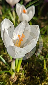 White crocus flower on moss in spring time.