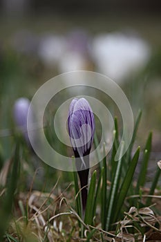 white crocus flower with purple stipes