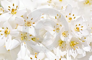 White Crocus flowers