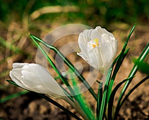 White crocus flowers