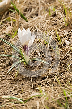 White Crocus Flowers
