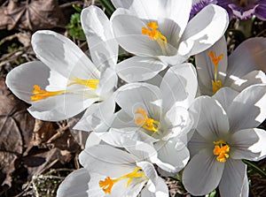 White crocus flowers close-up. Flowering in early spring.  Primroses in the garden. Natural  beautiful spring background