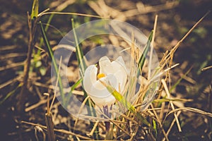 White Crocus Flowers Filtered