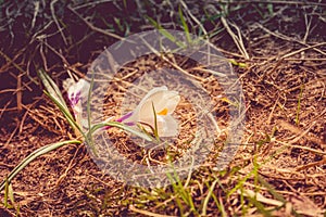 White Crocus Flowers Filtered