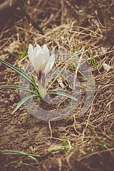 White Crocus Flowers Filtered