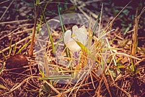 White Crocus Flowers Filtered