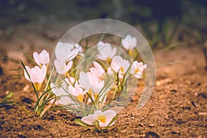 White Crocus Flowers Filtered
