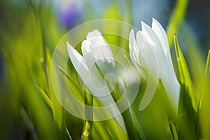 White Crocus Flowers in Green Grass