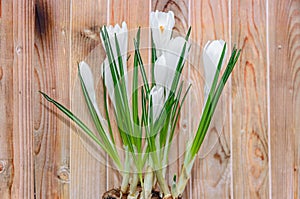 White crocus flowers green plant, spring time, wood background