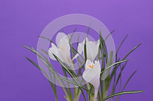 White crocus flowers on purple background