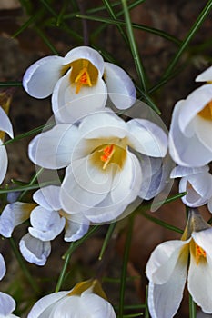 White crocus flowers in spring