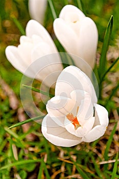 White Crocus Flowers in Spring