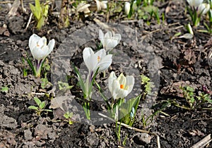 White crocus flowers in spring flower bed